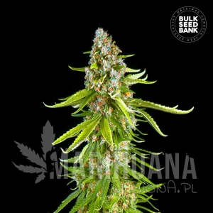 Grande Crack - BULK SEED BANK