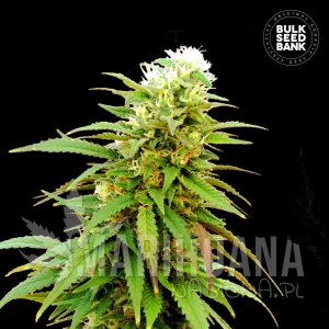 Auto Zkittly Zi Zi - BULK SEED BANK