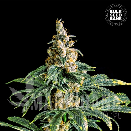 Fem-Zkittly_Zi_Zi-1.jpg