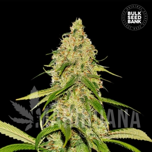 Auto CBD White Widow - BULK SEED BANK