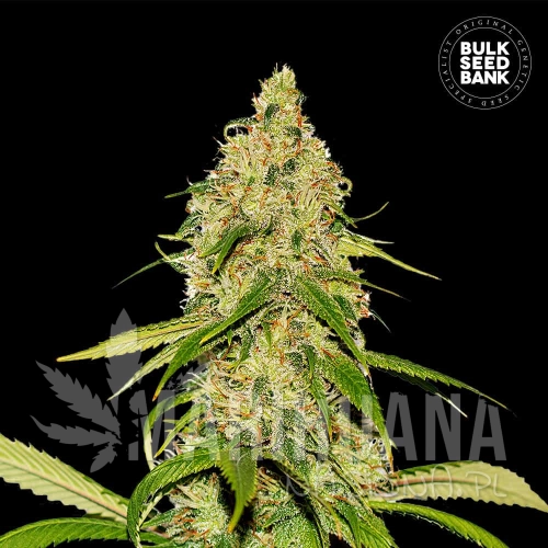 CBD-AutoCBD_White_Widow (1).jpg