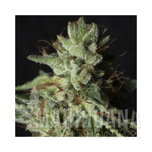 Gorilla Candy - EVA SEEDS