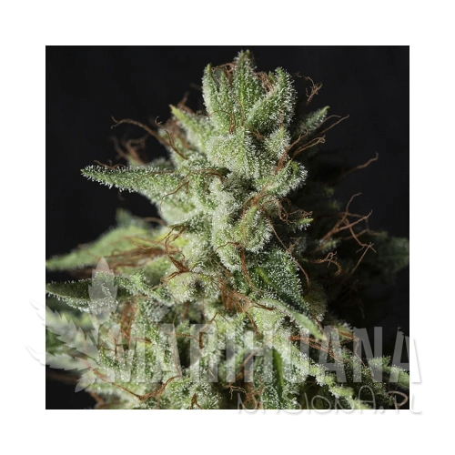 gorilla-candy.jpg