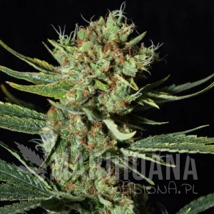 Only CBD - EVA SEEDS