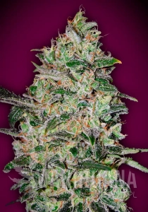 Bubble Gum Fast - 00 SEEDS BANK
