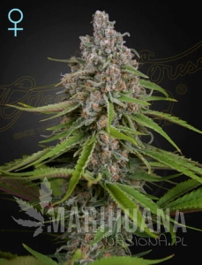 Deep Candy - GREEN HOUSE SEEDS