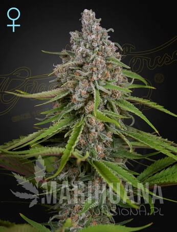 DeepCandy-STRAINS_WEB.jpg.jpg