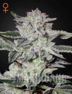 Sweet Valley Kush - GREEN HOUSE SEEDS