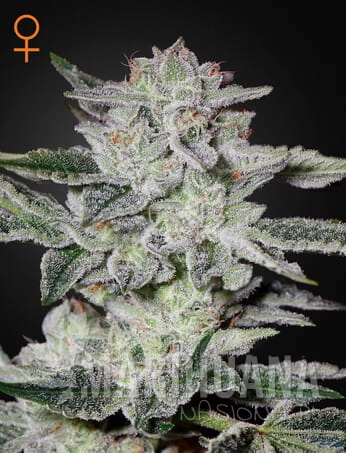 SweetValleyKush_WEB.jpg.jpg