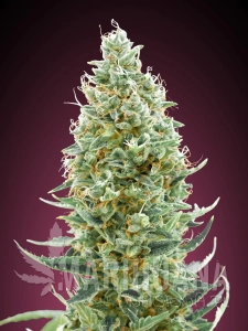 Amnesia Fast - ADVANCED SEEDS
