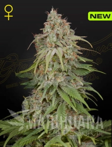 GH Amnesia - GREEN HOUSE SEEDS