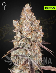 Holy Snow - GREEN HOUSE SEEDS