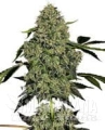 o-g-kush-auto-white-label-1.jpg