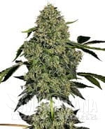 O.G. Kush Auto - WHITE LABEL