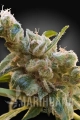 CBDRelax-freecut-1.jpg