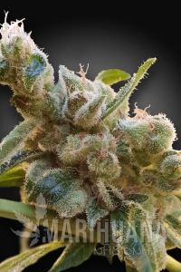 CBDrelax - PARADISE SEEDS