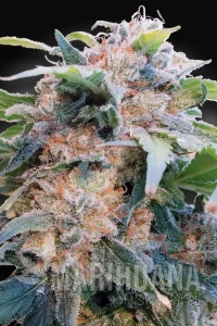 CBDream - PARADISE SEEDS