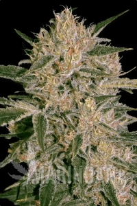 Nebula II CBD - PARADISE SEEDS