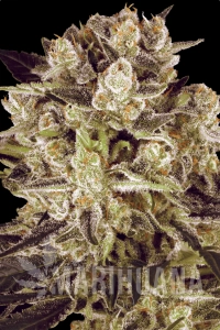 Durga Mata II CBD - PARADISE SEEDS