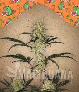 Grape Amnesia - FEMALE SEEDS