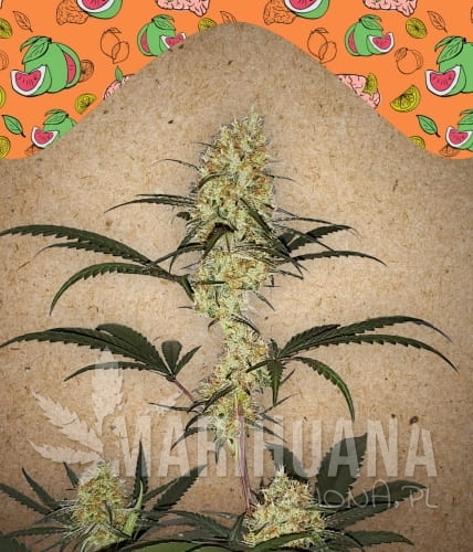 grape amnesia.jpg