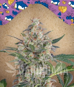 Auto Blueberry Cheesecake - FEMALE SEEDS