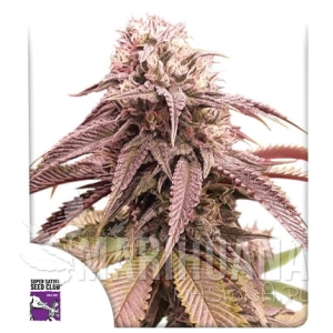 Strawberry Cookies - DUTCH PASSION