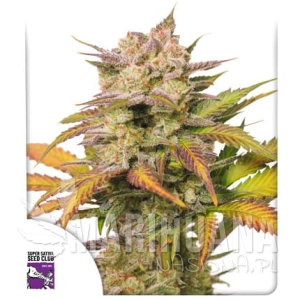 Auto Sweet Bourbon Kush - DUTCH PASSION
