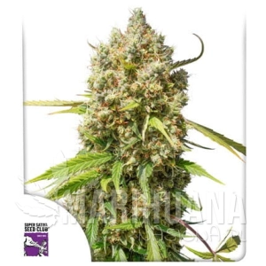 Auto Elephant - DUTCH PASSION
