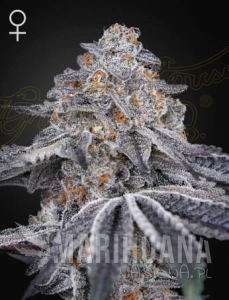 Velvet Moon - GREEN HOUSE SEEDS 