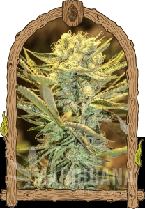 Hippieberry - EXOTIC SEED