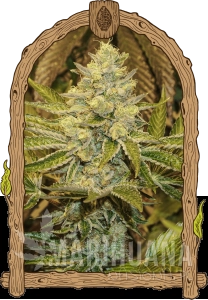 Exotic Animal - EXOTIC SEED