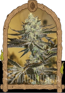 Malasaña Gelato - EXOTIC SEED
