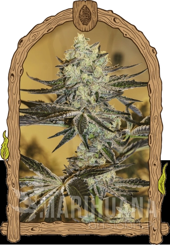 malasanagelato_woodenframe.png