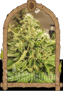 Exotic Pure CBG - EXOTIC SEED