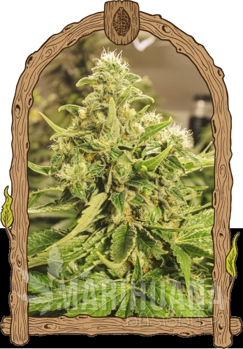 exoticpureCBG_woodenframe.png