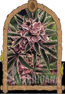 Tropical Fuel - EXOTIC SEED