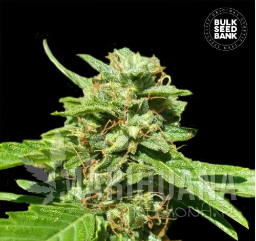 cbd-nepal-gold_1794.jpg