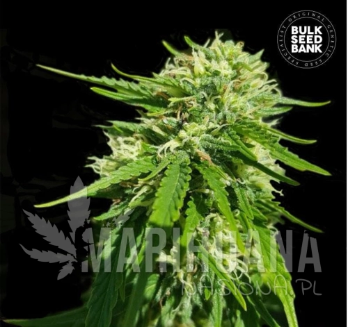 cbd-good-wild-shark_1793.jpg