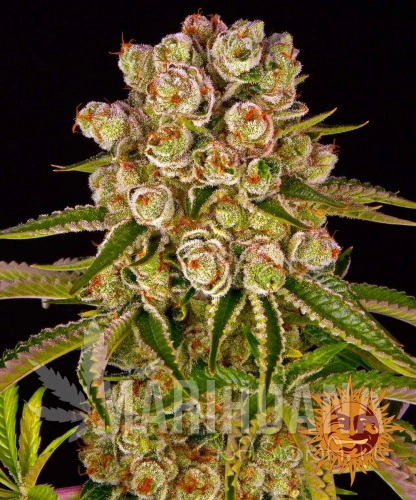 __kush-mintz_circle_new_21_981823.jpg