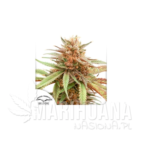 durban-dew (2).jpg