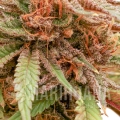 durban-dew (3).jpg