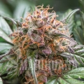 auto-trichome-and-cream (6).jpg
