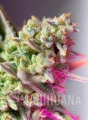 sweet-mimosa-xl-auto (4).jpg
