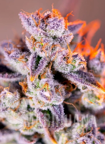 tropicanna-poison-xl-auto.jpg