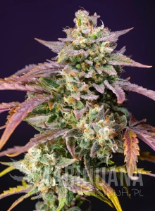 Purple Punch OG XL Auto - SWEET SEEDS