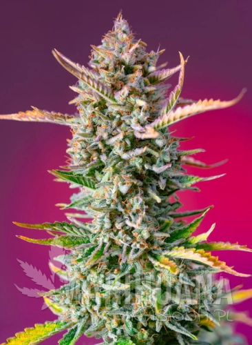 gorilla-sherbet-f1-fast-version.jpg