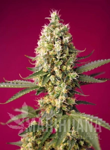 Skywalker OG Runtz XL Auto - SWEET SEEDS