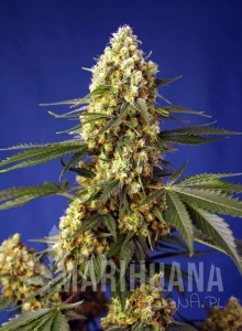 Strawberry Banana Gelato XL Auto - SWEET SEEDS