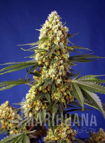 strawberry-banana-gelato-xl-auto.jpg
